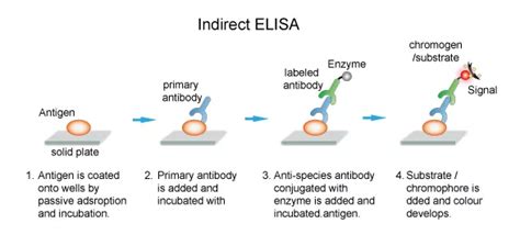 elisa test limitations|limitations of elisa test.